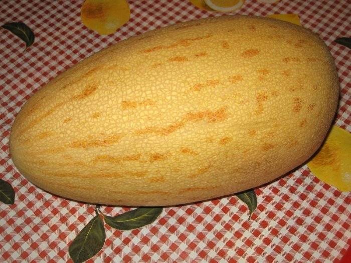 Дыня гуляби (чарджуйская) — характеристика сорта, как выбрать