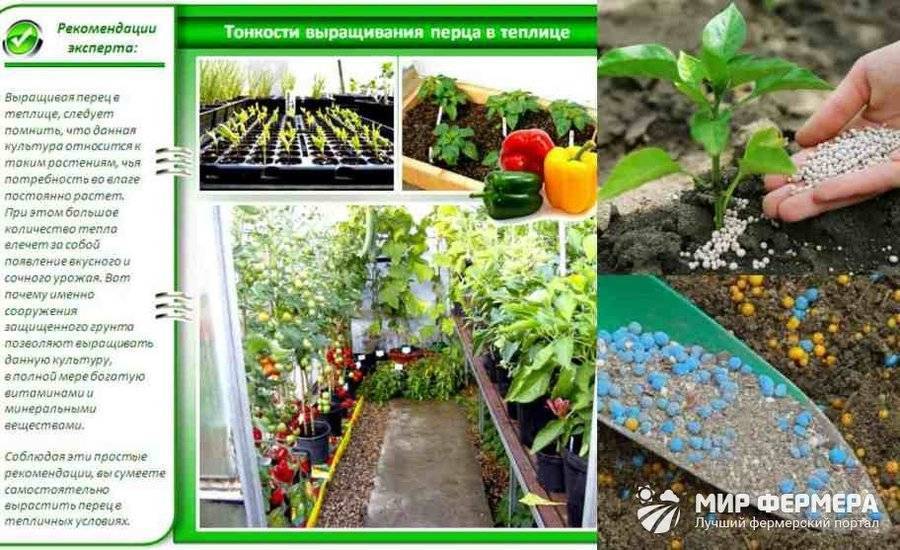 Как сажать перец в теплице правильно — перец как сажать в теплице — про огород