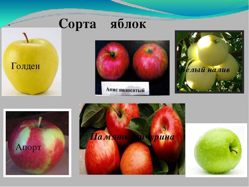 Все сорта яблок по алфавиту с картинками