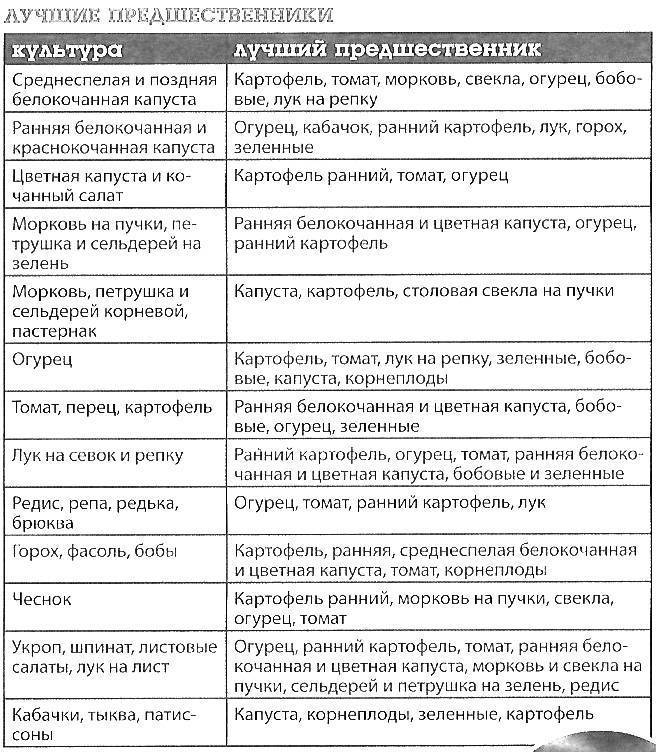 Лук после моркови на следующий год