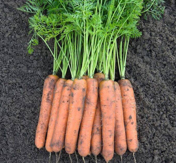 Морковь дордонь описание сорта отзывы