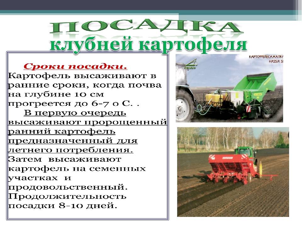 Уборка картофеля: когда можно копать картошку после цветения