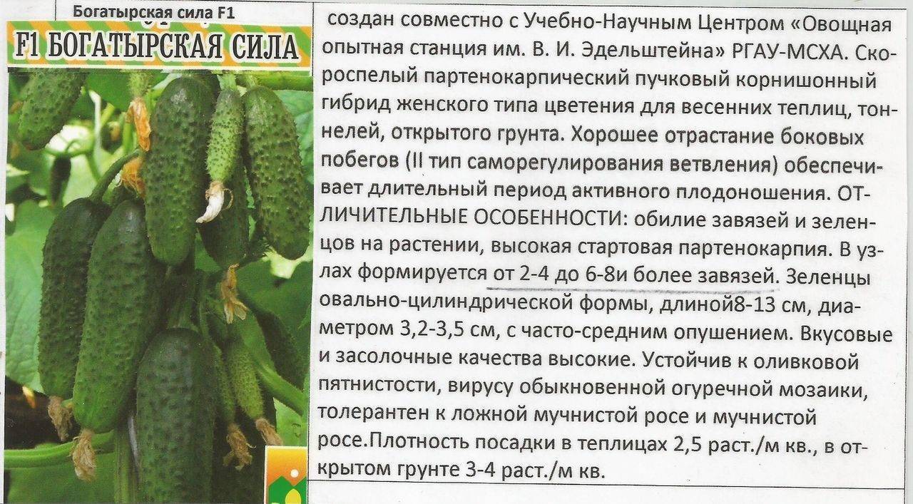 Огурец богатырская сила f1: отзывы тех кто сажал, описание и характеристика сорта от манул, фото семян, посадка и уход