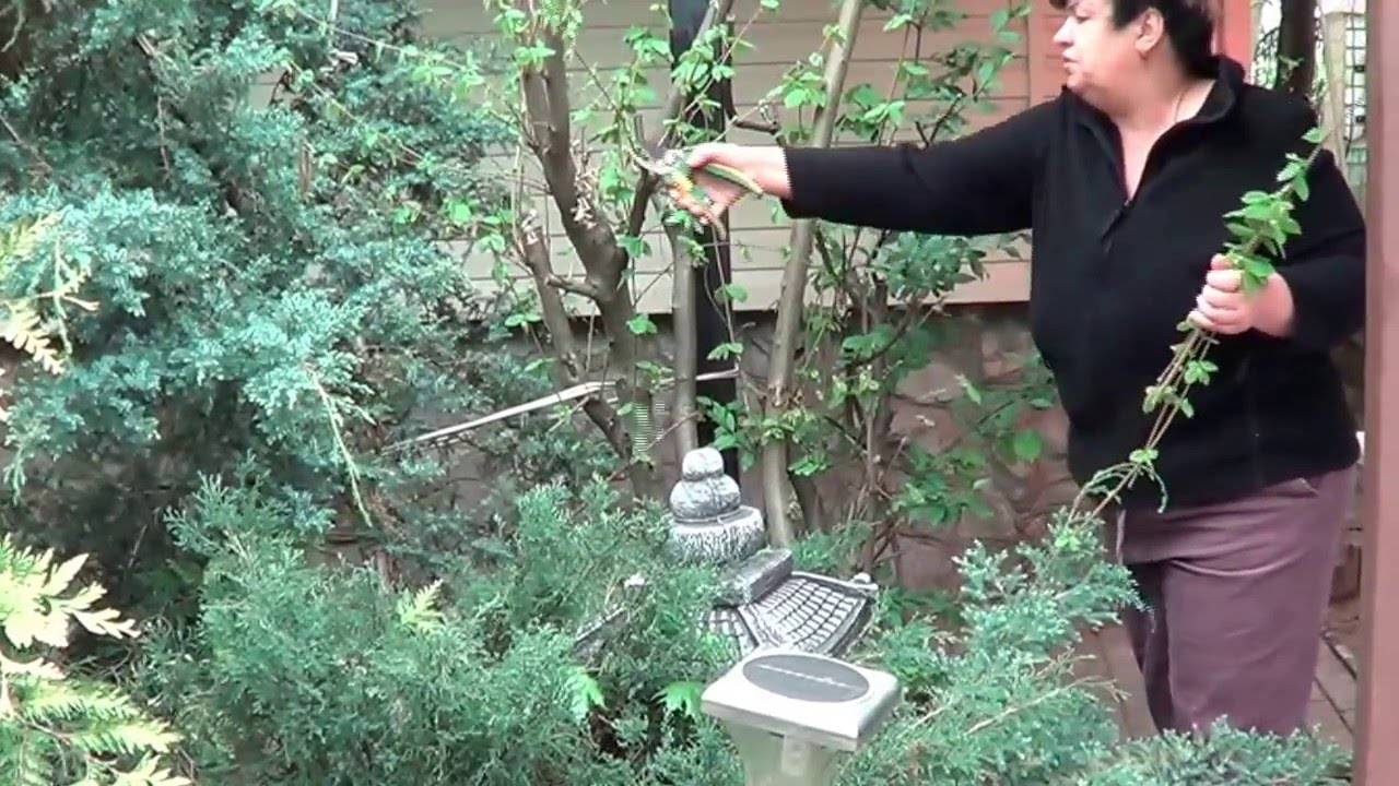 Фундук: посадка и уход на даче, все нюансы выращивания