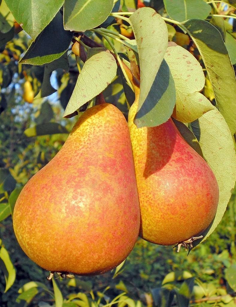 Груша бере боск описание сорта