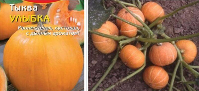 Тыква кустовая оранжевая: описание и фото, преимущества и недостатки сорта, инструкция по его выращиванию