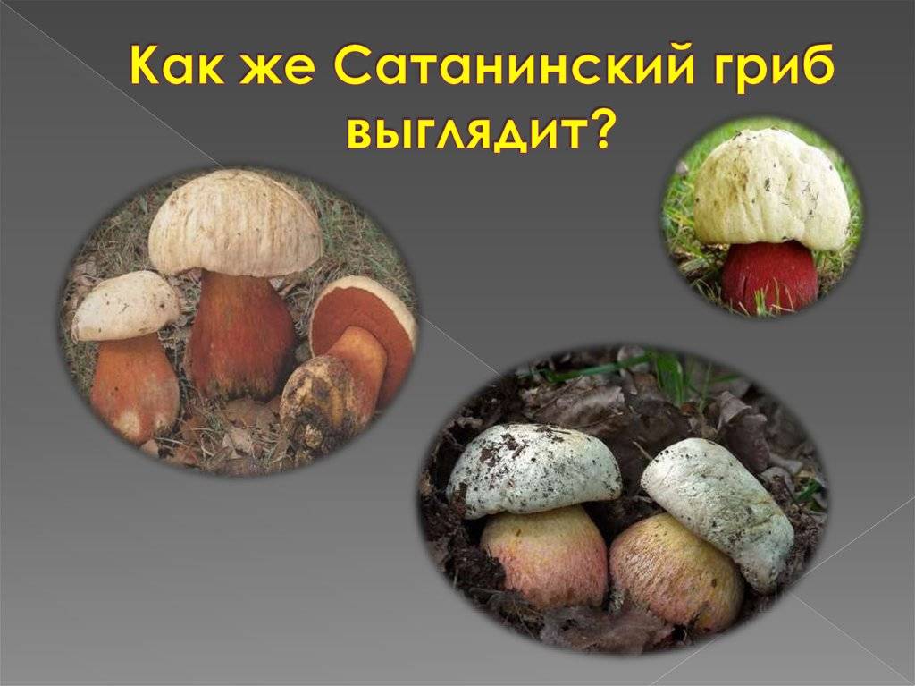 Сатанинский гриб: описание, как отличить от съедобных, фото