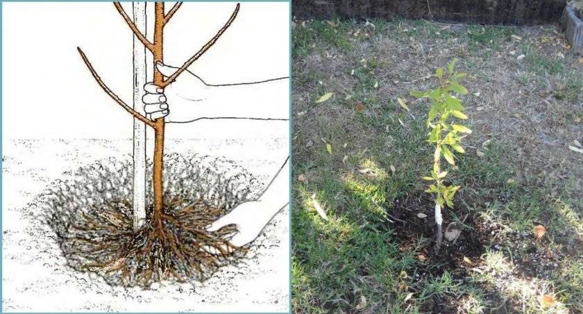 Дерево миндаля: посадка и уход, выращивание в открытом грунте