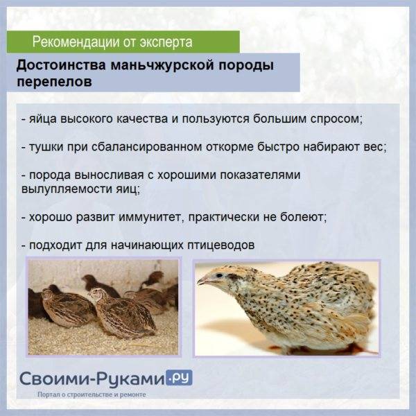 Эстонский перепел – одна из лучших мясо-яичных пород для домашнего разведения