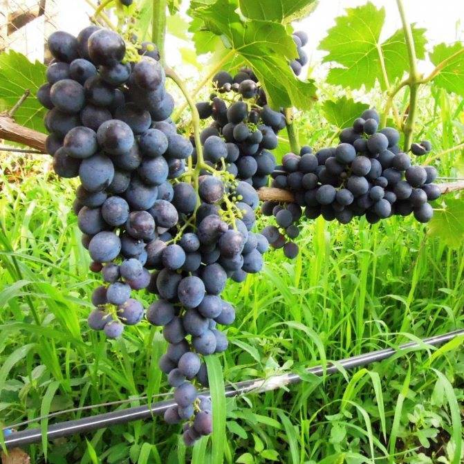 О винограде страшенский: описание и характеристики сорта, посадка и уход