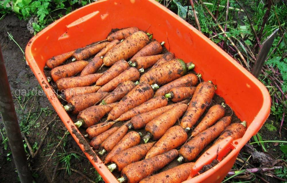 Как хранить морковь зимой в погребе: правильные условия для корнеплода