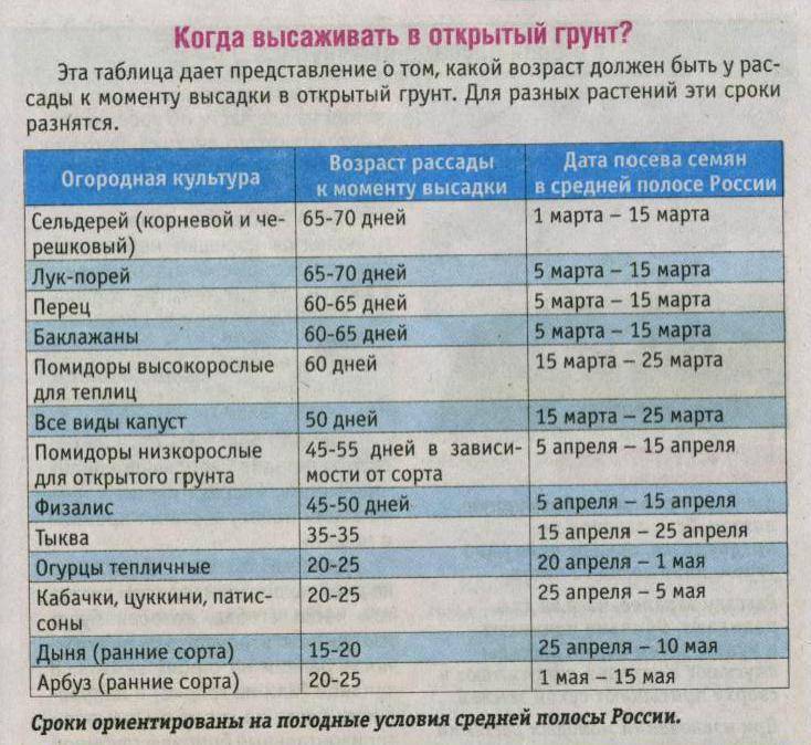 Когда можно сажать рассаду помидор в открытый грунт?
