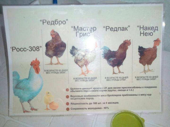 Порода кур редбро: описание, фото, характеристики — selok.info