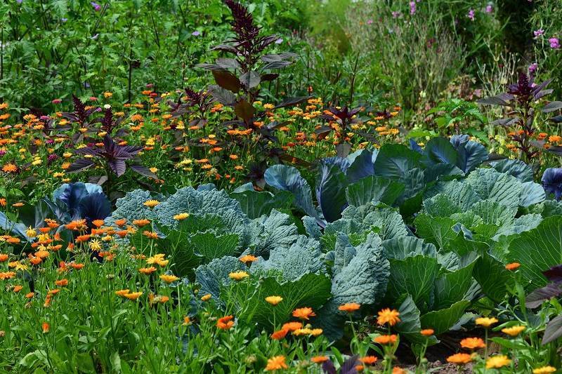 Схема посадки овощей - сад и огород