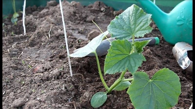 Как посадить огурцы в открытый грунт - делаем правильно