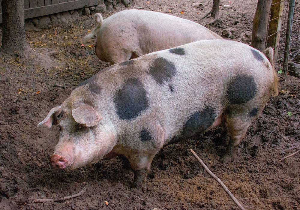 Порода свиней петрена (пьетерн): характеристика, фото