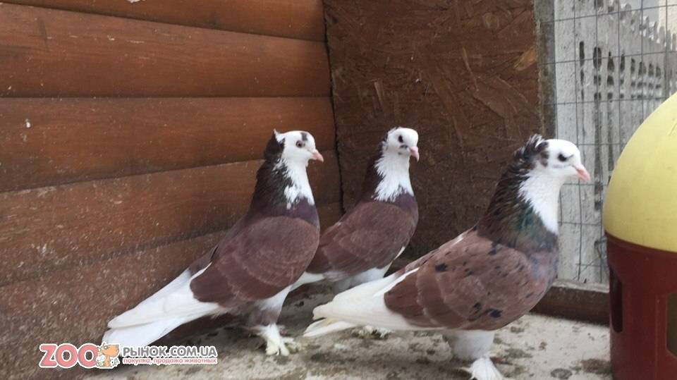 Бакинские бойные голуби: фото, описание, характеристика — selok.info