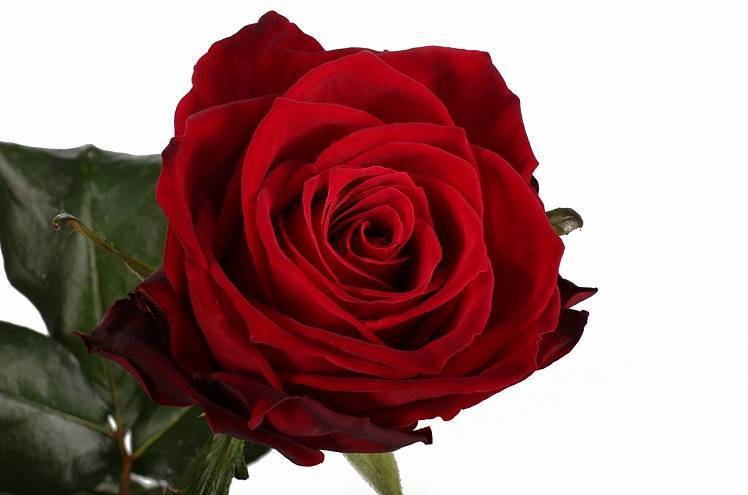Роза ред наоми (red naomi): фото, отзывы, описание, характеристики.