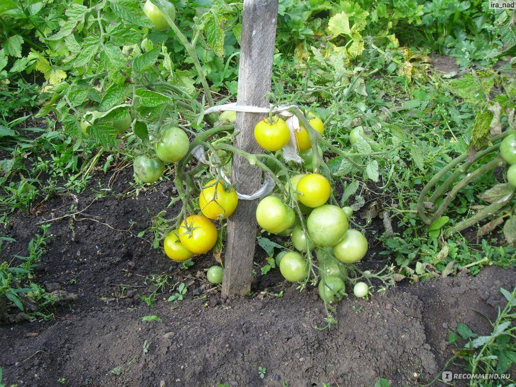 Описание томата янтарное сердце, советы по выращиванию и отзывы