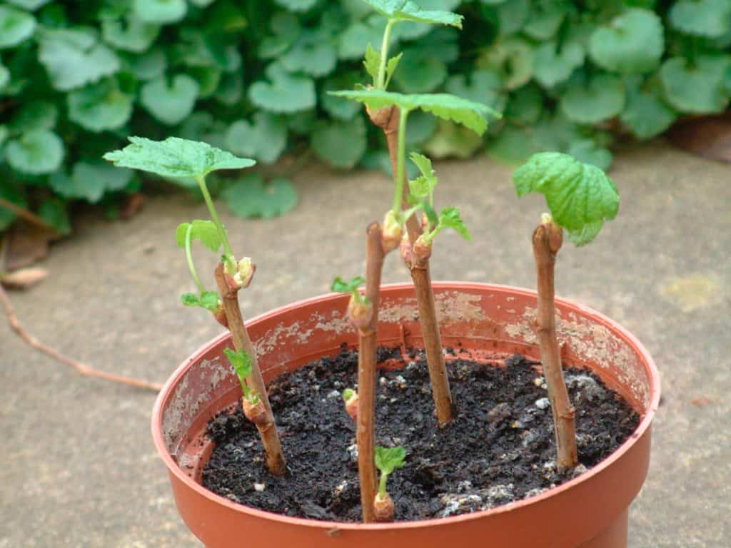 Шелковица из семян. как посадить шелковицу у себя на участке