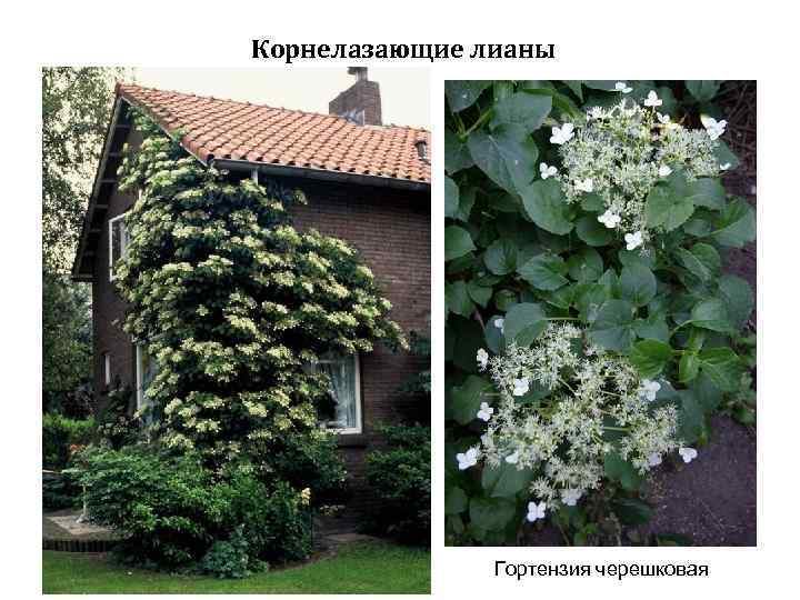 Гортензия вьющаяся черешковая: правильная посадка и грамотный уход