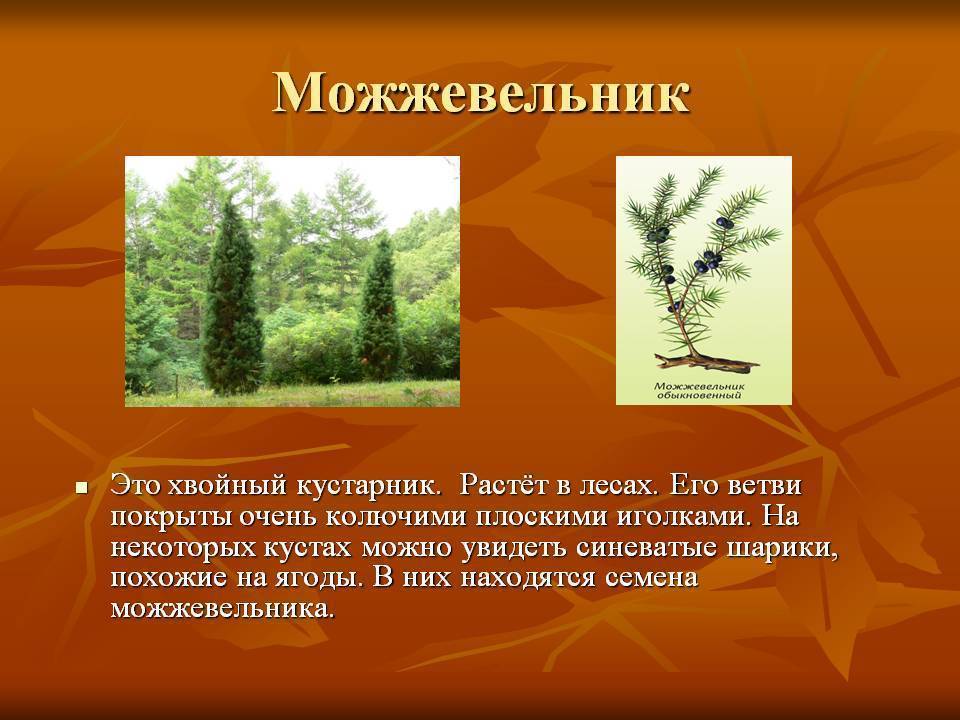 Дача и огород