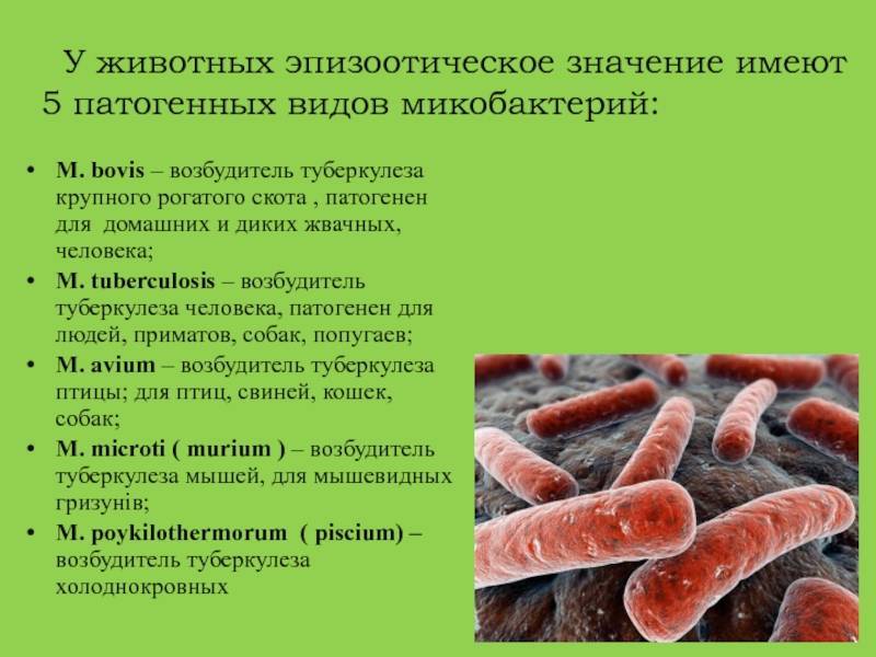 Бруцеллез у крс