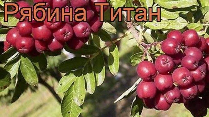 Рябина сорта титан описание