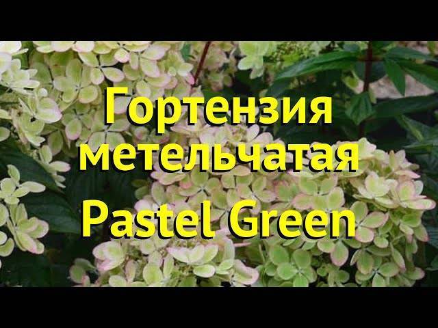 Сорта гортензии метельчатой, самые красивые и устойчивые для посадки в саду